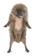 hedgehog