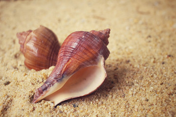 Shells on the beach