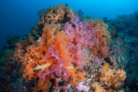 Gorgeous Soft Corals in Indonesia