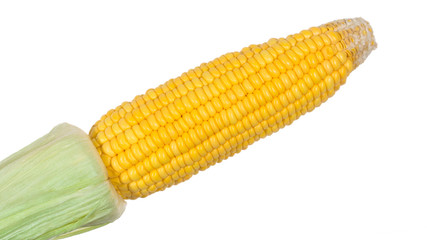 one Fresh raw corn cobs