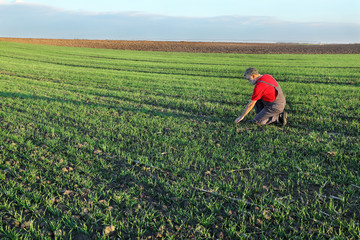 Agriculture, farmer examine wheat field