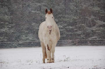 Winteranfang, geschecktes Pferd im Schneesturm