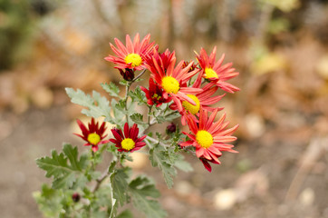 Оранжевая хризантема с желтыми серединками