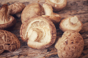 Shiitake mushroom