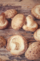 Shiitake mushroom
