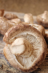 Shiitake mushroom