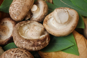Shiitake mushroom