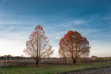 Two trees with red leaves lit by sunsetting sun