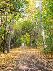 Park way lined by trees