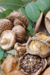Shiitake mushroom