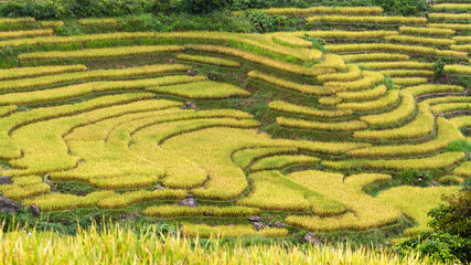 Rice fields on terraced of Ha Giang, Vietnam. Rice fields prepare the harvest at Northwest Vietnam