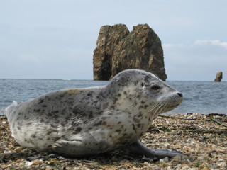 Детеныш пятнистого тюленя © nedoluzhko