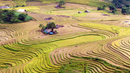 Fototapeta na wymiar Rice fields on terraced of Ha Giang, Vietnam. Rice fields prepare the harvest at Northwest Vietnam