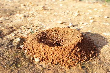 algarve ameisenhaufen I