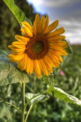 Sonnenblume