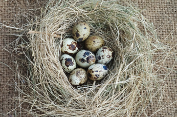 Obraz premium Quail eggs in a straw nest