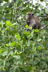 a monkey feeding with wild fruit on mangrove tree branches.