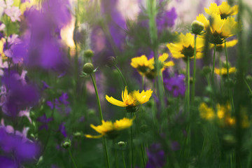 blooming flowers in a meadow