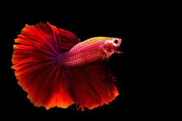 red fish siamese fighting fish