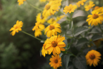 bush of blooming coreopsis flowers 