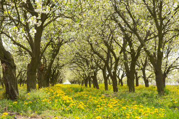Line of plum trees in beautiful orchard