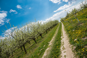 Fototapeta na wymiar Line of plum trees in beautiful orchard