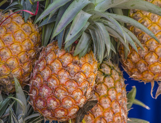 tropical fruit pineapple