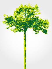 Green tree isolated