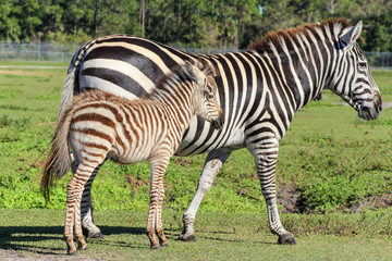 Fototapeta na wymiar Zebrafohlen mit Mutter