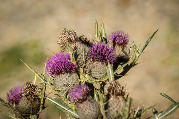 cardo en el medio de la naturaleza
