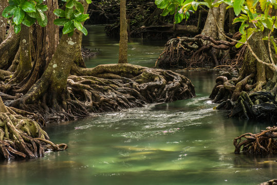 Fototapeta Mangrove Forest at Tha Pom ,Krabi Thailand