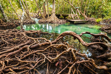 Mangrove Forest at Tha Pom ,Krabi Thailand