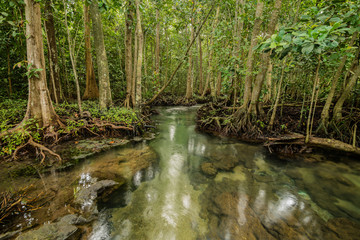 Mangrove Forest at Tha Pom ,Krabi Thailand