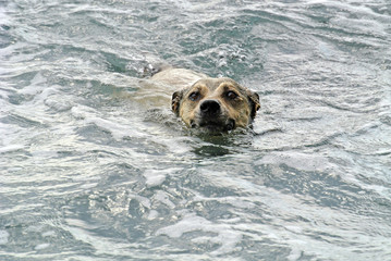 cane che fa il bagno in mare