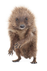 hedgehog