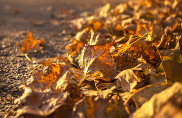 Golden autumn leaves along the road on the blurred background