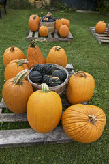 Pumpkin, Fall