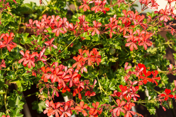 Red pelargonium (geranium) flower, blooming in a garden