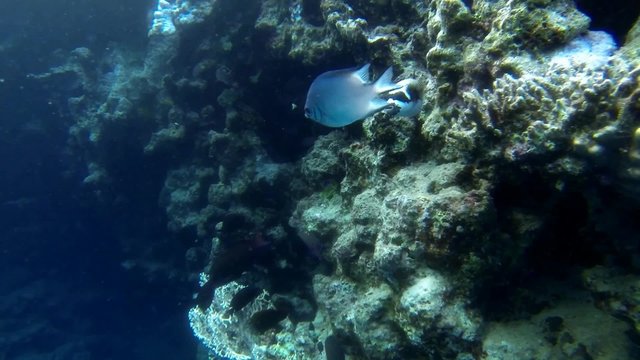 maskenkugelfisch ansicht nah
