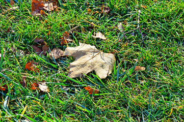 Blatt mit Wassertropfen