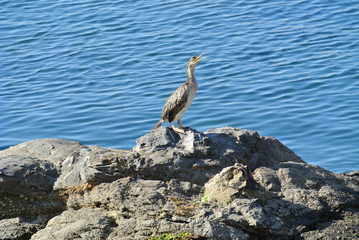 cormorano