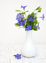 Blue Perwinkle flowers