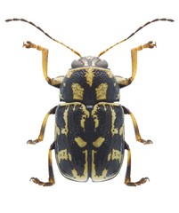 Beetle Pachybrachis tessellatus
