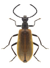 Beetle Lagria hirta