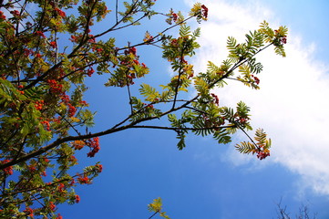 Eberesche mit roten Herbstbeeren 
