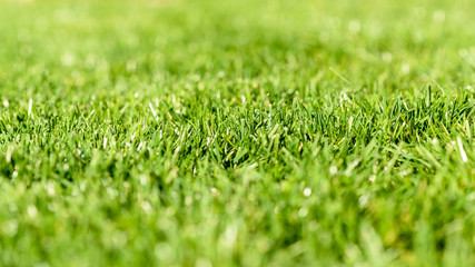 Fresh Green Grass Texture Background