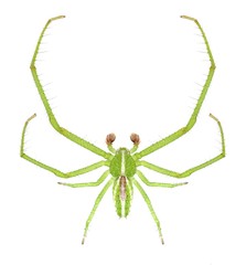 Spider Heriaeus melloteei (male)