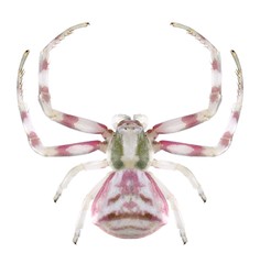 Spider Thomisus onustus (female)