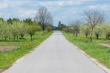 Road alongside orchard trees