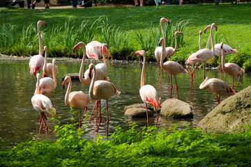 Herd of pink flamingos on a water reservoir